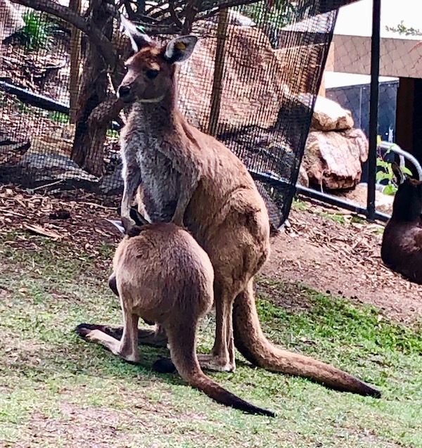 Kangaroo-Joey-Mommy