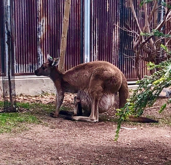 Kangaroo-Joey-Pouch