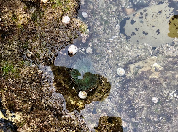 tidepool-sea-anemone