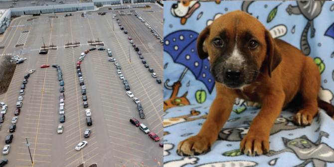 Half the country is lining up for food while the other half is lining up for puppies