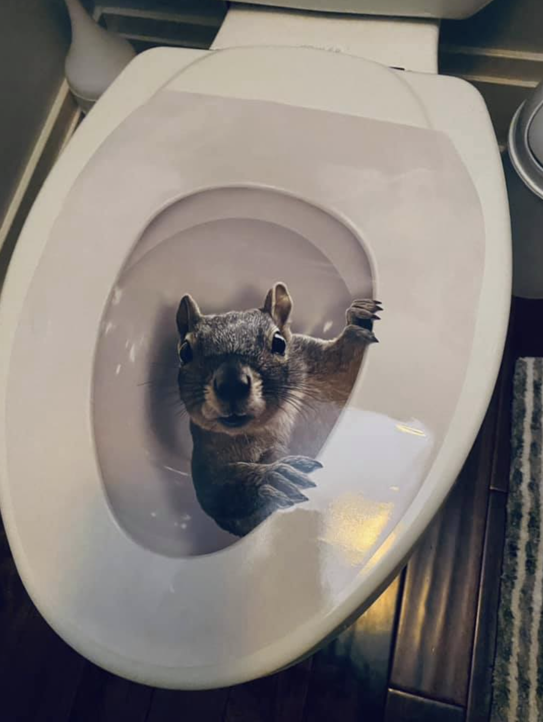 Squirrel in toilet April Fools Day prank
